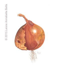 Botanical painting of an onion by Leone Annabella Betts