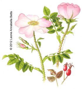 Botanical painting of a dog rose by Leone Annabella Betts