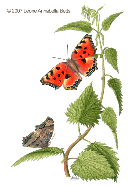 Botanical painting of Large Tortoiseshell butterfly on nettles