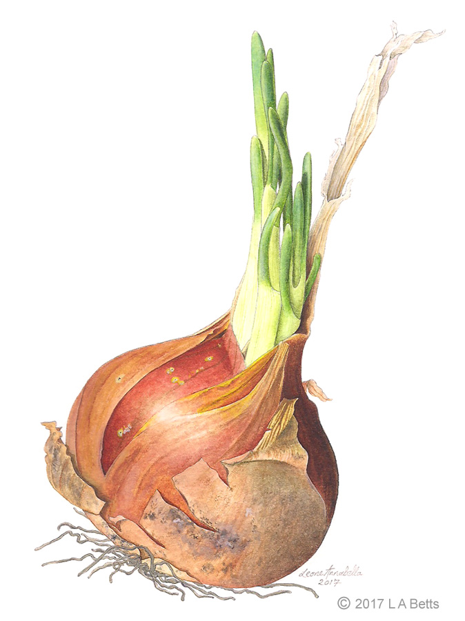 Painting of a brown onion