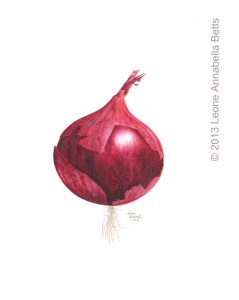 Botanical painting of a red onion by Leone Annabella Betts