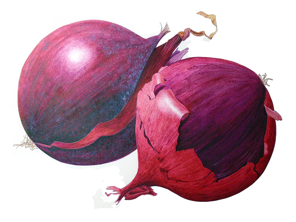A botanical study in watercolour of red onions, painetd by Leone Annabella Betts in 2018