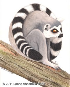 Ring-Tailed Lemur by Leone Annabella Betts