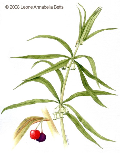 Botanical painting of Soloman's Seal