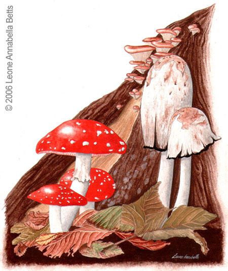 Botanical painting of fly agaric and ink cap toadstools