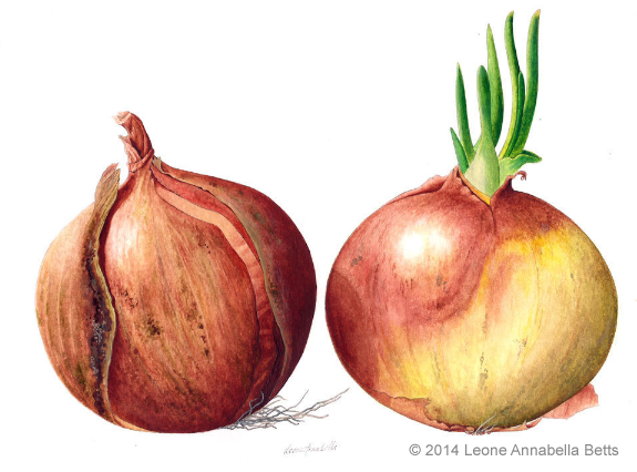 A botanical study in watercolour of red onions, painetd by Leone Annabella Betts in 2018
